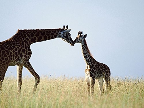 Art Silk Fabric Cloth Rolled Wall Poster Print - Giraffe  couple Grass Care - Size16x12 Inches